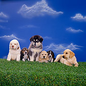 PUP 11 RK0077 03
Group Of Puppies On Grass Facing Camera Blue Sky Background