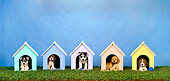 PUP 11 RK0087 05
Group Of Puppies In Dog Houses On Grass