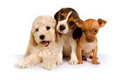 PUP 11 RK0092 01
Beagle Chihuahua And Poodle Puppy On White Seamless