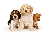 PUP 11 RK0093 01
Beagle Chihuahua And Poodle Puppy On White Seamless