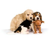 PUP 11 RK0098 01
Beagle Chihuahuah And Poodle Puppy On White Seamless