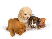PUP 11 RK0101 01
Beagle Chihuahuah Poodle And Golden Retriever Puppy On White Seamless