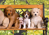 PUP 11 RK0116 01
Group Of Puppies On Bench Trees Backround Studio