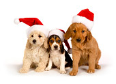 PUP 11 RK0127 01
Poodle Beagle And Golden Retriever Puppies Wearing Santa Hats On Seamless