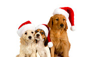 PUP 11 RK0128 01
Poodle Beagle And Golden Retriever Puppies Wearing Santa Hats On Seamless