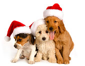 PUP 11 RK0129 01
Poodle Beagle And Golden Retriever Puppies Wearing Santa Hats On Seamless