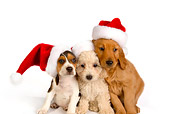 PUP 11 RK0130 01
Poodle Beagle And Golden Retriever Puppies Wearing Santa Hats On Seamless
