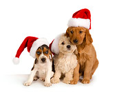 PUP 11 RK0131 01
Poodle Beagle And Golden Retriever Puppies Wearing Santa Hats On Seamless