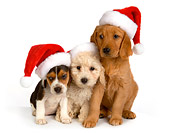 PUP 11 RK0132 01
Poodle Beagle And Golden Retriever Puppies Wearing Santa Hats On Seamless