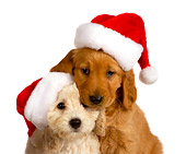 PUP 11 RK0142 01
Poodle And Golden Retriever Puppy Wearing Santa Hat On White Seamless