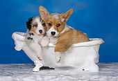 PUP 11 RK0149 01
Australian Shepherd And Welsh Corgi Laying In Bathtub Studio