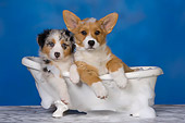 PUP 11 RK0150 01
Australian Shepherd And Welsh Corgi Laying In Bathtub Studio
