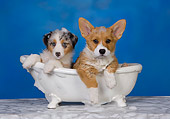 PUP 11 RK0151 01
Australian Shepherd And Welsh Corgi Laying In Bathtub Studio