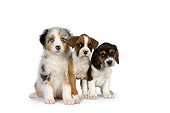 PUP 11 RK0153 01
Australian Shepherd Boxer And Beagle Puppy On White Seamless Studio