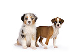 PUP 11 RK0155 01
Australian Shepherd And Boxer Puppy On White Seamless Studio