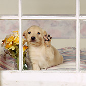 PUP 11 RS0020 03
Golden Retriever Puppy Pawing At Window