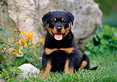 PUP 12 CB0006 01
Rottweiler Puppy Sitting On Lawn By Yellow Flowers