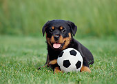PUP 12 CB0008 01
Rottweiler Puppy Laying On Grass With Toy Soccer Ball