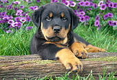 PUP 12 GR0009 01
Rottweiler Puppy Leaning On Log By Purple Flowers