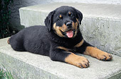 PUP 12 GR0012 01
Rottweiler Puppy Laying On Cement Step