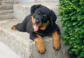 PUP 12 GR0013 01
Rottweiler Puppy Laying On Cement Step