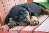 PUP 12 GR0015 01
Rottweiler Puppy Sleeping On Outdoor Chair
