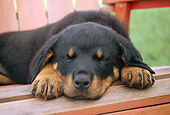 PUP 12 GR0016 01
Rottweiler Puppy Sleeping On Outdoor Chair