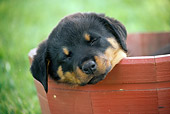 PUP 12 GR0018 01
Close-Up Of Rottweiler Puppy Sleeping In Planter