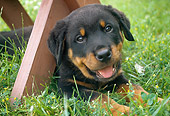 PUP 12 GR0020 01
Close-Up Of Rottweiler Puppy Laying Under Bench