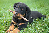 PUP 12 GR0021 01
Rottweiler Puppy Laying On Grass With Stick In Mouth