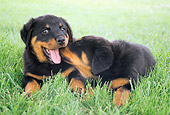 PUP 12 GR0024 01
Rottweiler Puppies Playing On Grass
