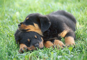 PUP 12 GR0025 01
Rottweiler Puppies Sleeping On Grass