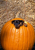 PUP 12 CE0005 01
Rottweiler Puppy Peeking Out Of Pumpkin By Straw Bale