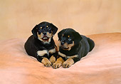 PUP 12 FA0004 01
Two Rottweiller Puppies Laying On Cushion Studio