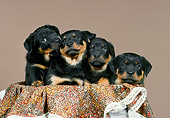 PUP 12 FA0006 01
Four Rottweiller Puppies Sitting In Basket Studio