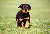 PUP 12 GR0001 02
Rottweiler Puppy Running On Grass Towards Camera