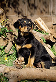 PUP 12 RC0001 01
Portrait Of Rottweiler Puppy Sitting On Woodpile By Fence Pinecone
