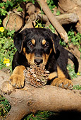 PUP 12 RC0002 01
Portrait Of Rottweiler Puppy Laying On Woodpile By Pinecone