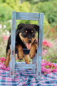 PUP 12 RC0004 01
Portrait Of Rottweiler Puppy Leaning On Blue Wood Chair In Garden By Pink Flowerss