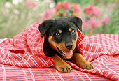 PUP 12 RC0005 01
Portrait Of Rottweiler Puppy Laying Wrapped In Red And White Tablecloth By Flowers