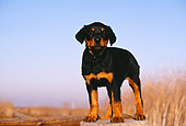 PUP 12 RK0008 02
Rottweiler Puppy Standing On Wooden Stump