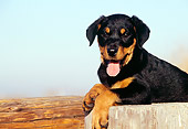 PUP 12 RK0009 09
Rottweiler Puppy Laying On Wooden Stump Tongue Out Blue Sky