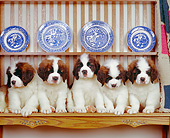 PUP 13 RK0003 08
A Row Of St.Bernard Puppies Sitting On Hutch With Blue Plates