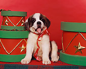 PUP 13 RK0001 03
St.Bernard Puppy Sitting With Red Bow Around Neck By Christmas Drums Red Background