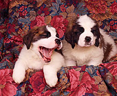 PUP 13 RK0009 05
St.Bernard Puppies Sitting Together On Floral Print Moving Around