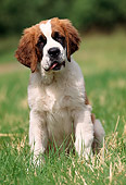 PUP 13 SS0001 01
Saint Bernard Puppy Sitting On Grass