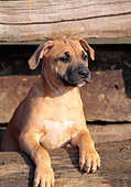 PUP 14 AB0001 01
American Staffordshire Terrier Puppy Leaning On Wooden Fence