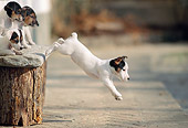 PUP 14 AB0002 01
Jack Russell Terrier Puppies Jumping From Bench