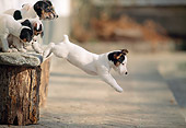 PUP 14 AB0003 01
Jack Russell Terrier Puppies Jumping From Bench