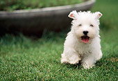 PUP 14 AB0004 01
West Highland Terrier Puppy Running On Lawn